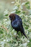 Brown-headed Cowbirdborder=